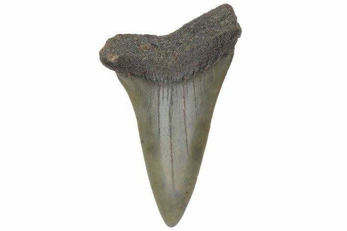 Fossil Broad-Toothed Mako Tooth - South Carolina #214584